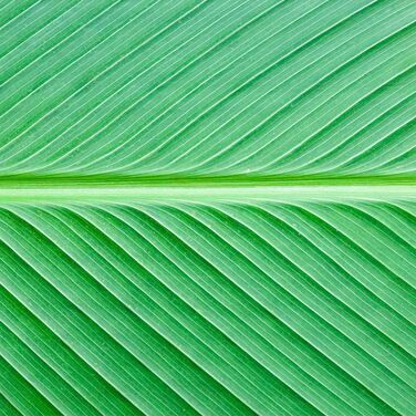 Дизайнерський кухонний бризкозахисний екран з алюмінієвого композиту, кухонний фартух, товщина 3 мм, 60x100 см, (колір пальмового листя)